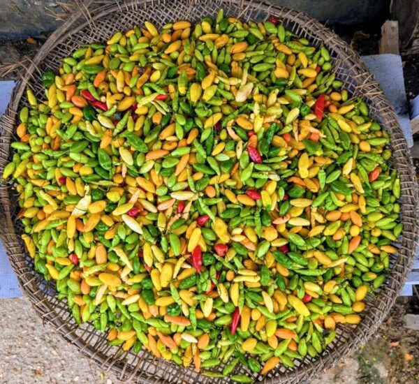 Ajíes amazónicos de colores vibrantes dispuestos en canasto para secado o moqueado tradicional en el Amazonas