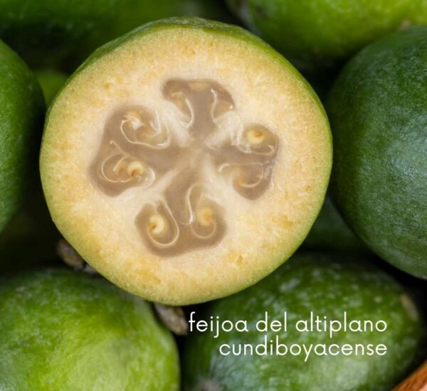 Primer plano de una feijoa del altiplano cundiboyacense cortada a la mitad, mostrando su interior jugoso.