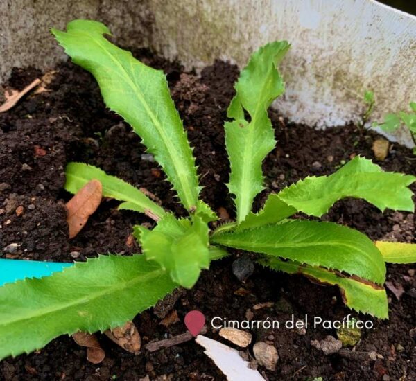 Cilantro cimarrón del Pacífico colombiano creciendo en cultivo orgánico.
