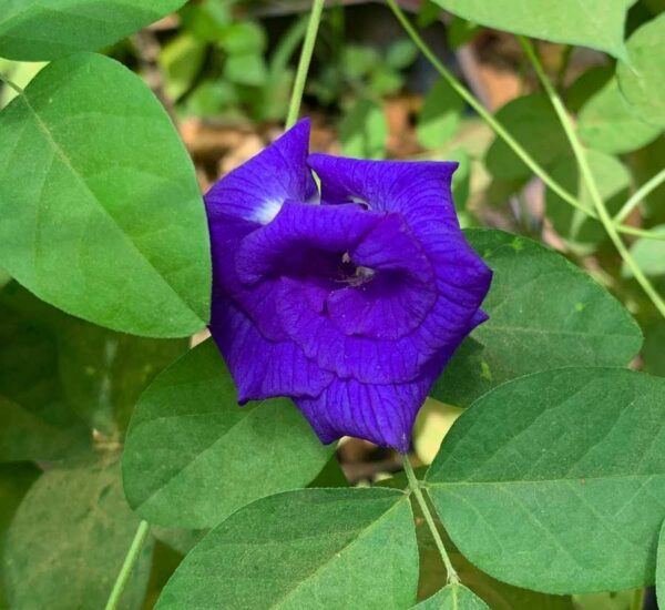 Flor morada de clitoria ternatea entre hojas verdes, planta usada para infusiones.