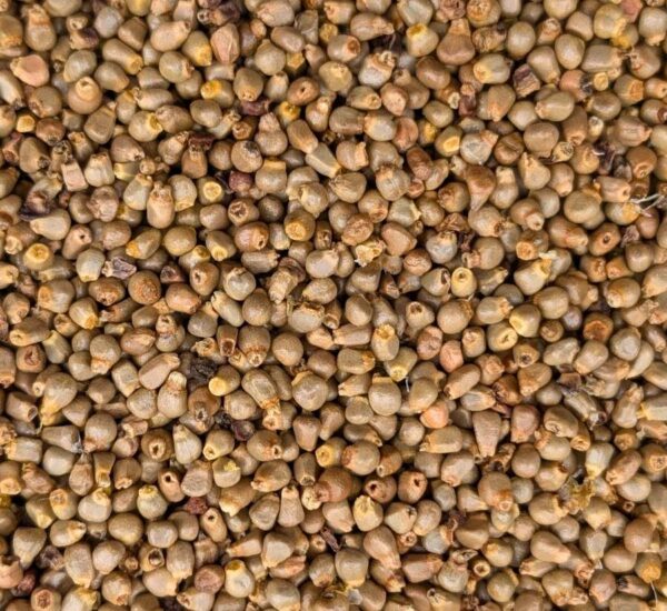 semillas de conopio o sirindango del Amazonas, listas para tostar y moler o usar enteras