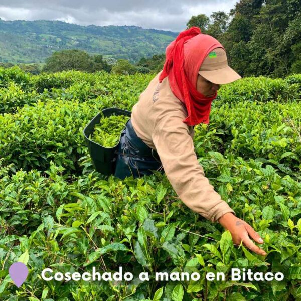 Trabajadora agrícola recolectando hojas de té a mano en una plantación verde en Bitaco, Colombia. Fondo de montañas y cielo nublado.