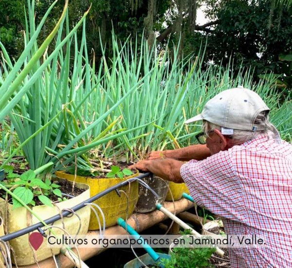 Agricultor Don Eliseo trabajando en cultivos organopónicos de cebolla larga en Jamundí, Valle, usando botellas recicladas como macetas.