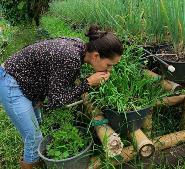 Fundadora de Tropical inspeccionando cultivos de hierbas aromáticas en huerto organopónico del Valle del Cauca.