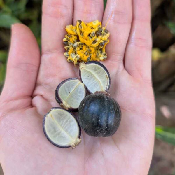 Mano sosteniendo semillas y fruto abierto de conopio, planta amazónica usada en gastronomía y medicina ancestral. Fondo natural difuminado.