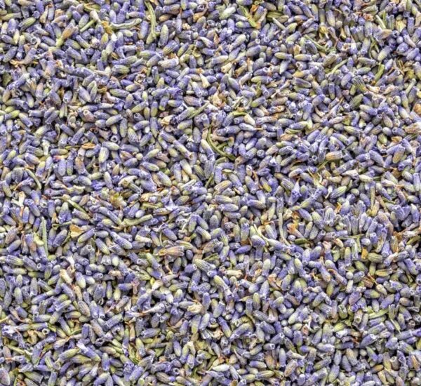 flores de lavanda de los andes
