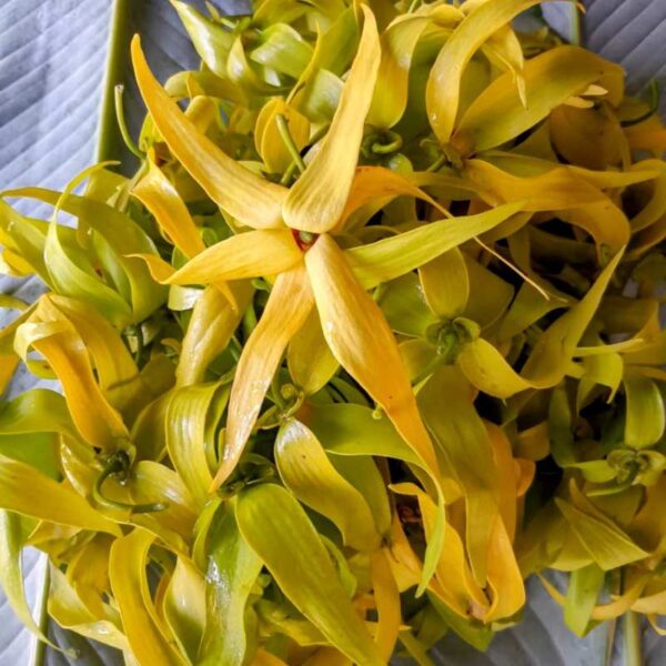 Ramillete de flores frescas de ylang ylang de color amarillo intenso sobre hojas verdes.