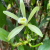 FlordeVainilla