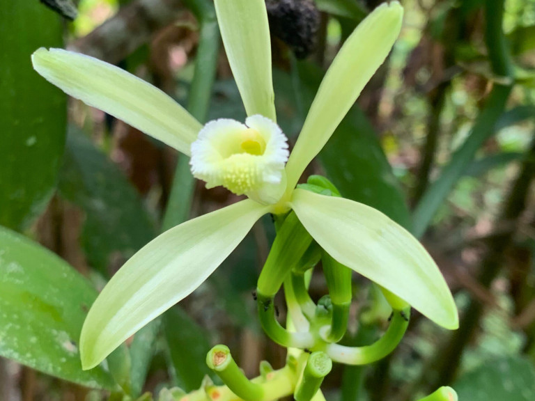 FlordeVainilla