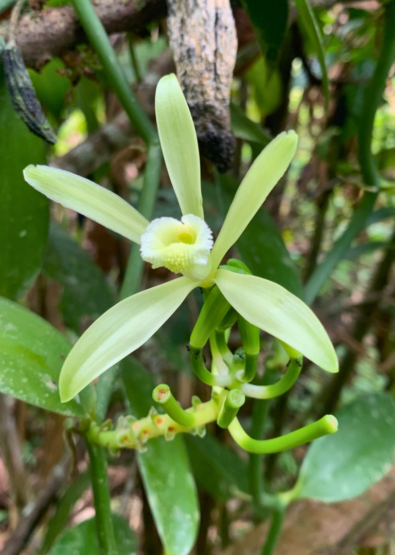 FlordeVainilla