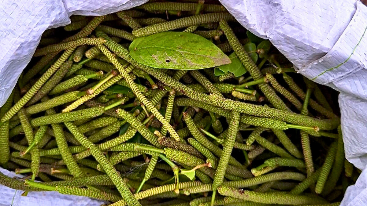 pipilongocultivo - Editada