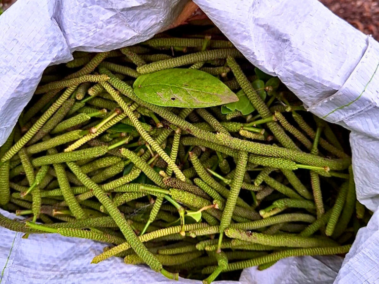 pipilongocultivo - Editada