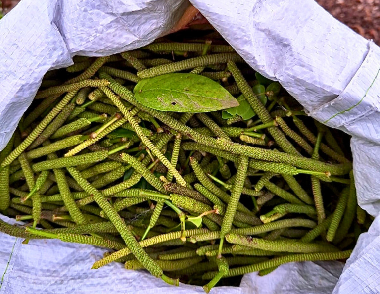 pipilongocultivo - Editada